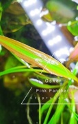 Piękna Pink Panther Panter Cryptocoryne  różowa