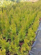 Thuja szmaragd doniczka 2l, 50-60cm