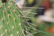 Opuncja drzewiasta Opuntia vulgaris o białych kolcach  -5°C kaktus 