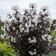 Krzewuszka Ebony and Ivory