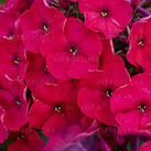 Phlox Floks wiechowaty Red Riding Hood