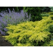 Jałowiec pośredni 'Gold Star' Juniperus xmedia