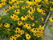 Rudbeckia fulgida rudbekia błyskotliwa roślina miododajna 100 nasion