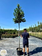 Ilex aquifolium Nellie R. Stevens, Ostrokrzew, 10-12cm, na pniu 180cm