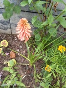 Trytomia groniasta 3 sadzonki