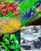 Krewetki Neocaridina mix 5 kolorów - 25 sztuk ! SKITTLES