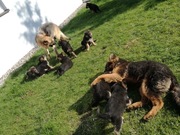 Owczarek niemiecki szczeniaki