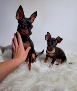 Prague Ratter 1,8 kg x 1,6 kg Praski Ratler Ratler (nie chihuahua)