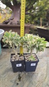 Grubosz Crassula Curly green variegata 