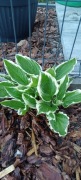 Funkia Hosta FRANCEE sadzonka bulwa korzeniowa
