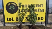 Laurowiśnia Novita 100-120 CM KOPANA Z GRUNTU na zamówienie PRODUCENT