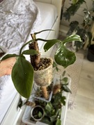 Philodendron tripartitum filodendron