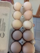 jaja lęgowe rossa brązowa