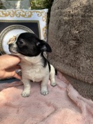 Piękny piesek Chihuahua mini biało czarny w łatki !