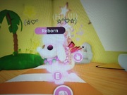 Roblox adopt me (Neon ride Poodle) 