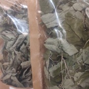 Podagrycznik pospolity 20 g