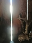 Trofeum myśliwskie, parostki rogacza