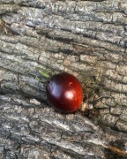 GARGAMEL  Pomidor Kolekcjonerski 