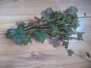 Bluszcz zimozielony, sztobry, 10szt.