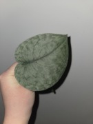 Scindapsus silver cloud 