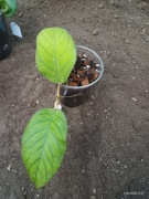 Hoya hoja Viola pnącze ukorzeniona sadzonka