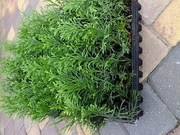thuja smaragd, tuja szmaragd od 0,68zł