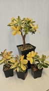 Grubosz Crassula Alba