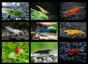 Krewetki do akwarium 20szt (16 odmian barwnych)