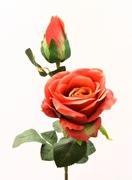 Róża Gałązkowa Premium – Soczysta Czerwień / Warm Red – Jak Żywa