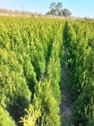 Tuje,Tuja Szmaragd wysokość  200cm,sadzenie