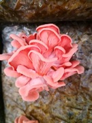  Boczniak różowy 0,5kg świeży 