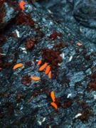 Vitronura giselae - PRZEPIĘKNY DUŻY CZERWONY SKOCZOGONEK