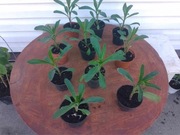 Zestaw sadzonek złocienia - margaretki 10 sztuk