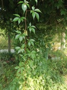 Dzikie wino, bluszcz sadzonka