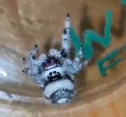 Phidippus regius white bahamas skakun skakuny REZERWACJA