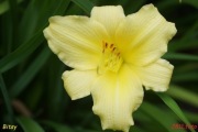 Hemerocallis / Liliowiec: Bitsy