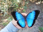 Motyl Morpho helenor - larwy