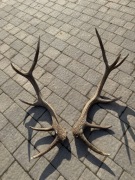 sprzedam poroże jelenia