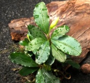 Bucephalandra sp. Wavy Green, forma emersyjna 4-8 cm, również bez CO2