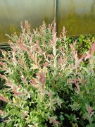 Wierzba flamingo Salix Flamingo, w doniczkach , ok 40cm -50cm