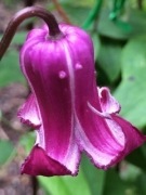 Powojnik 'Princess Red' Clematis 'Princess Red' 5n