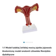 Narząd autonomiczny 