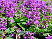 Czyściec wielkokwiatowy - dekoracyjna bylina