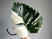 Monstera Jungle Mint naturalny mint pędówka nr3