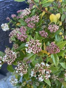 Kalina kwitnąca zimą