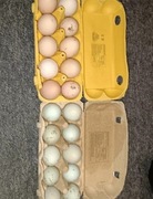 Jaja lęgowe Rossa/green shell 