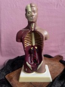 Model medyczny/Anatomiczny model ludzkiego ciała VINTAGE 