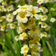 Miecznica prążkowana / Sisyrinchium striatum