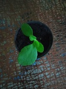 Żyworódka pierzasta roślina w doniczce p9 wysokość 5cm