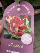 Rododendron kolekcjonerski Maximus